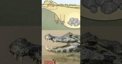 Les crocodiles et leur étrange habitude d'avaler des cailloux