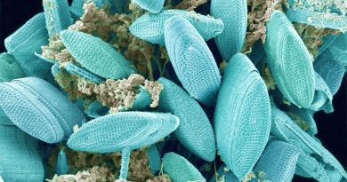 Les diatomées : des algues microscopiques présentes dans notre mer Méditerranée - ICI