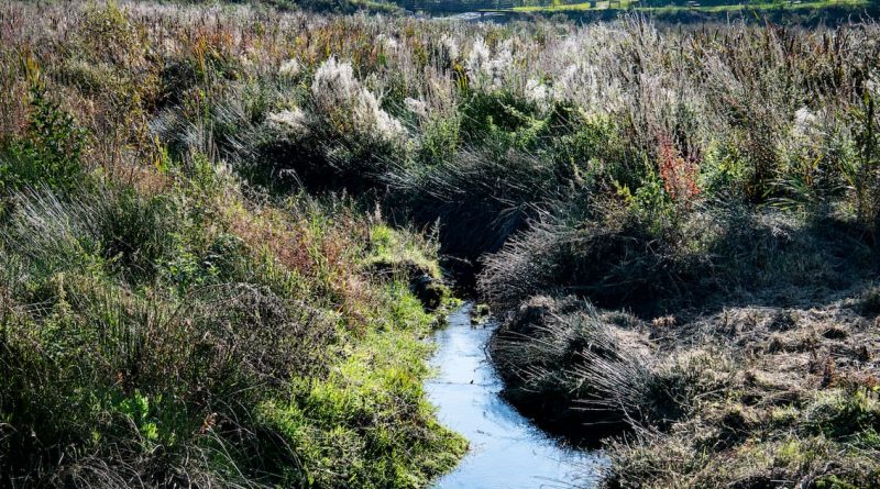 «Les étangs, symbole de l'identité locale en Bretagne, au cœur d'un vif débat»
