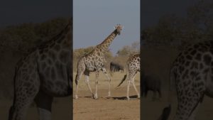 Les girafes peuvent-elles vraiment parler ? #animaux #nature