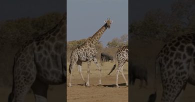 Les girafes peuvent-elles vraiment parler ? #animaux #nature