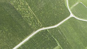 Les nouveaux cépages résistants, futurs rois du vignoble suisse? - Le Temps