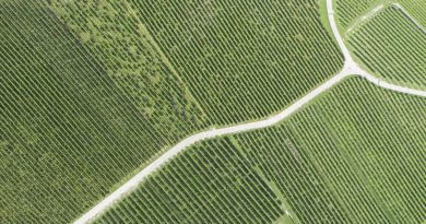 Les nouveaux cépages résistants, futurs rois du vignoble suisse? - Le Temps