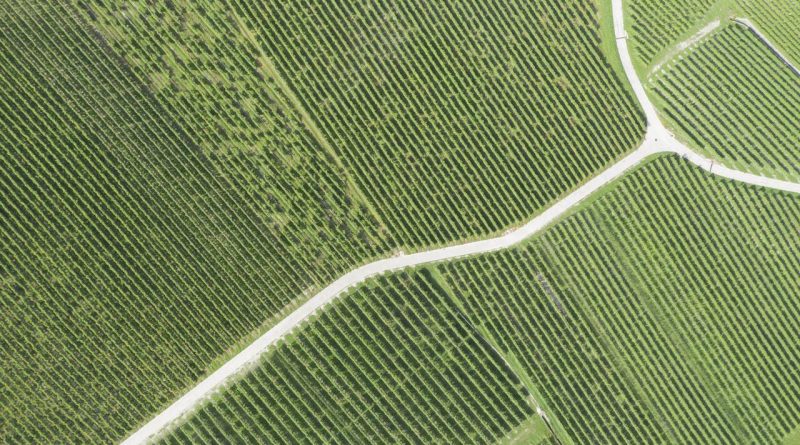 Les nouveaux cépages résistants, futurs rois du vignoble suisse? - Le Temps