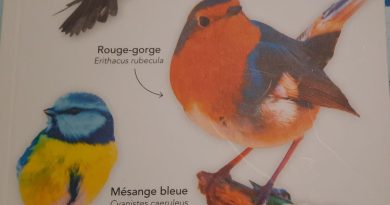 Les oiseaux en hiver - ICI