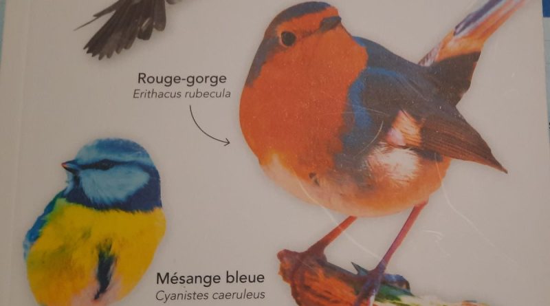 Les oiseaux en hiver - ICI