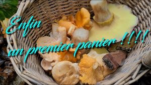 Les premiers champignons d'automne sont lĂ ! đđł