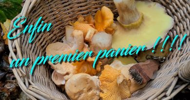 Les premiers champignons d'automne sont là ! 🍄🌳