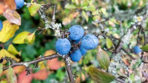 Les prunelles, fruits d'automne à utiliser à la place des olives avec Lucie Saint Voirin - ICI