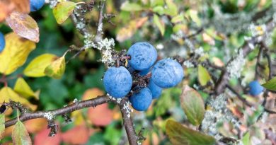 Les prunelles, fruits d'automne à utiliser à la place des olives avec Lucie Saint Voirin - ICI