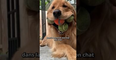 Les records animaux les plus surprenants de la nature