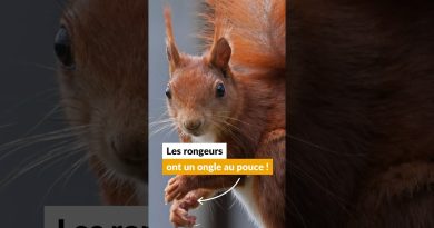 Les rongeurs maîtres du monde grâce à un simple ongle ?