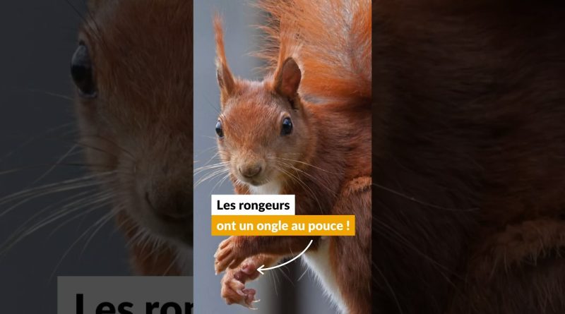 Les rongeurs maîtres du monde grâce à un simple ongle ?