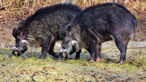 Les sangliers prolifèrent dans le Territoire de Belfort, le nombre d'animaux tués par les chasseurs en hausse de 35% - ICI