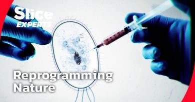 Les scientifiques qui réécrivent le code de la vie | PARTIE 2