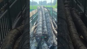 Les secrets des algues marines : un trésor à découvrir