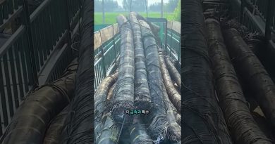 Les secrets des algues marines : un trésor à découvrir