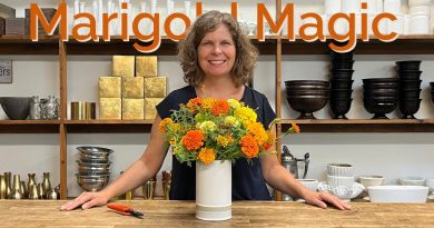 Les soucis : l'arme secrète des fleuristes 🌼