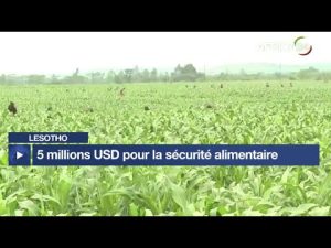 Lesotho : 5 millions USD de la FAO pour la sécurité alimentaire