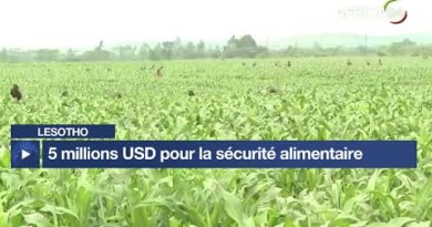 Lesotho : 5 millions USD de la FAO pour la sécurité alimentaire