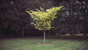 L'expert du jardin, ici Isère - ICI