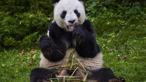 L’instant + : après un séjour de 13 ans en France, le couple de pandas géants repart en Chine