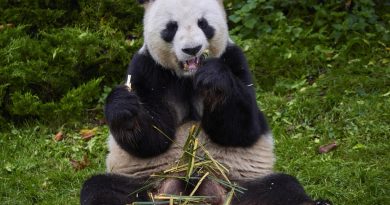L’instant + : après un séjour de 13 ans en France, le couple de pandas géants repart en Chine