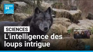 L'intelligence surprenante des loups fascine les chercheurs