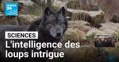 L'intelligence surprenante des loups fascine les chercheurs