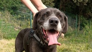 Locki, ce cane corso est en "SOS sauvetage" au refuge SPA de Salon-de-Provence - ICI