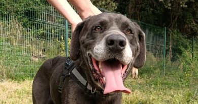 Locki, ce cane corso est en "SOS sauvetage" au refuge SPA de Salon-de-Provence - ICI