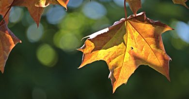 Canada, nature, mountains, Niagara Falls, Northern Lights, maple leaf, cityscape