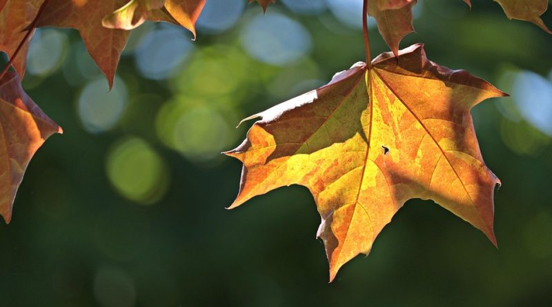 Canada, nature, mountains, Niagara Falls, Northern Lights, maple leaf, cityscape