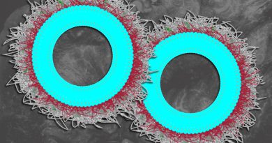 Des nanoparticules nouvelles stimulent le système immunitaire contre les tumeurs ovariennes.