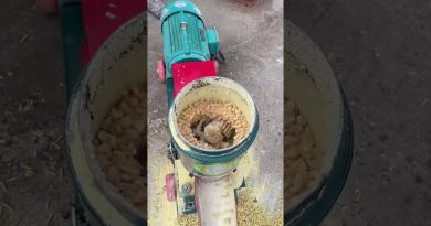 Machine à granulés pour bétail et ovins : efficacité en action