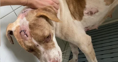 Maka, la chienne miraculée du quartier Degage après un nouvel acte de maltraitance insoutenable