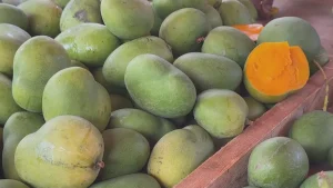 Mangues jaunes, vertes et mûres : arrivée sur les étals du marché du Chaudron