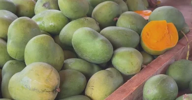 Mangues jaunes, vertes et mûres : arrivée sur les étals du marché du Chaudron
