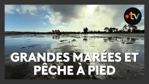 Marées spectaculaires et pêche à pied au Bassin d'Arcachon