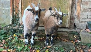 Margot sauve Momo et Gégé, 2 chèvres naines - ICI