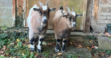 Margot sauve Momo et Gégé, 2 chèvres naines - ICI