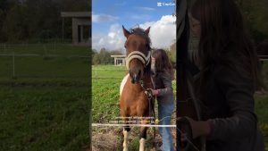 Mes grands-parents : un amour inestimable ❤️