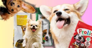 Migros, Coop ou Denner? Voici le top 10 des croquettes pour chien