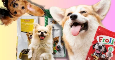 Migros, Coop ou Denner? Voici le top 10 des croquettes pour chien
