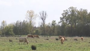 Mouzeuil-Saint-Martin : Des champs métamorphosés en prairies