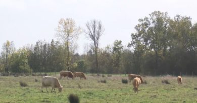Mouzeuil-Saint-Martin : Des champs métamorphosés en prairies