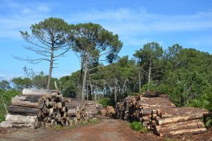 Municipales 2026 sur le bassin d’Arcachon : la question du futur de la forêt usagère au cœur d’une réunion publique