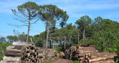 Municipales 2026 sur le bassin d’Arcachon : la question du futur de la forêt usagère au cœur d’une réunion publique