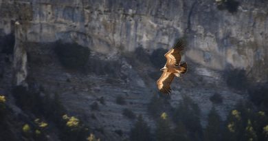 Pays de la Loire, Nantes, Angers, Loire river, castle, vineyard, coast, landscape