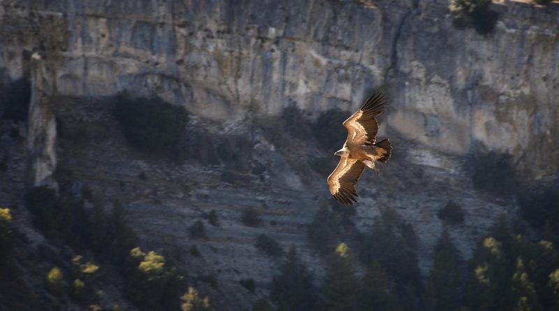 Pays de la Loire, Nantes, Angers, Loire river, castle, vineyard, coast, landscape